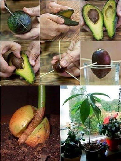 Grow An Avocado Plant.